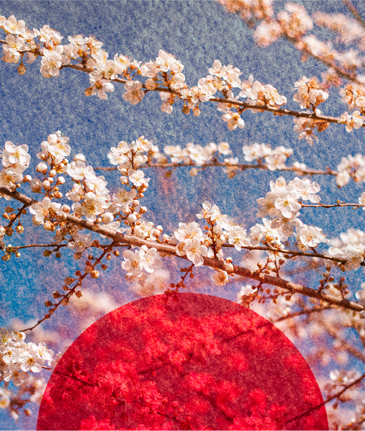 sakura